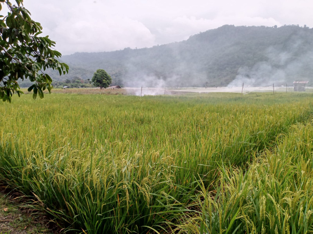 Potensi Persawahan yang ada di Gampong Sawah Tingkeum dengan kondisi tanah yang subur