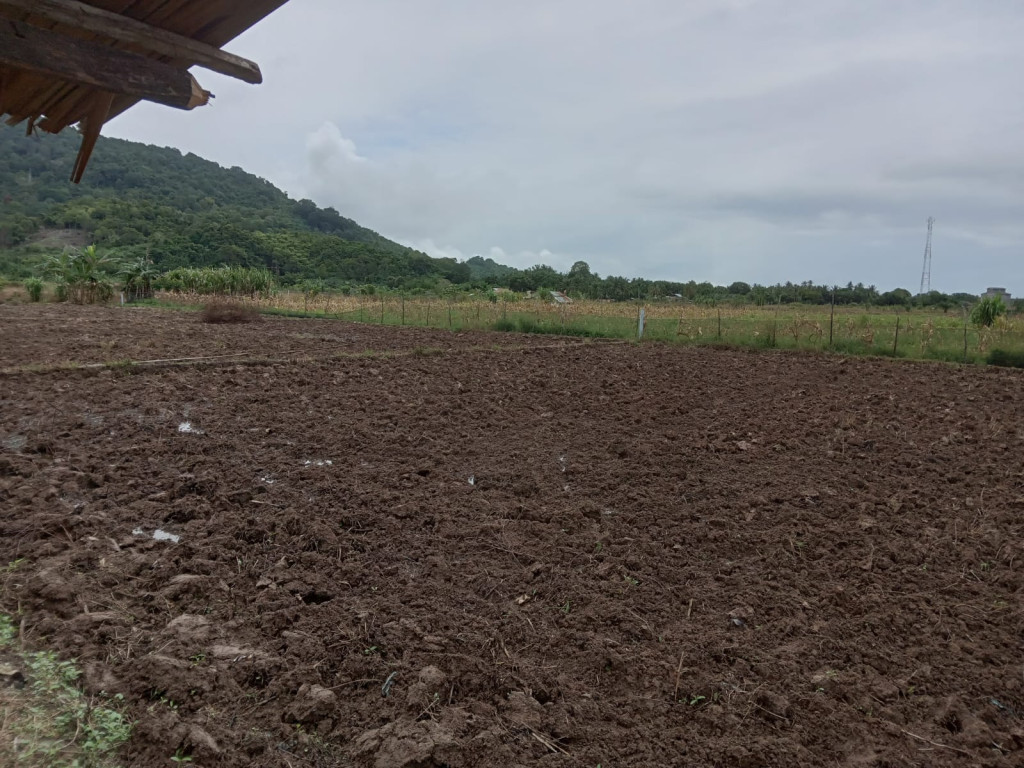 Ladang Jagung masyarakat gampong Sawah Tingkeum di dusun Kuta Tring