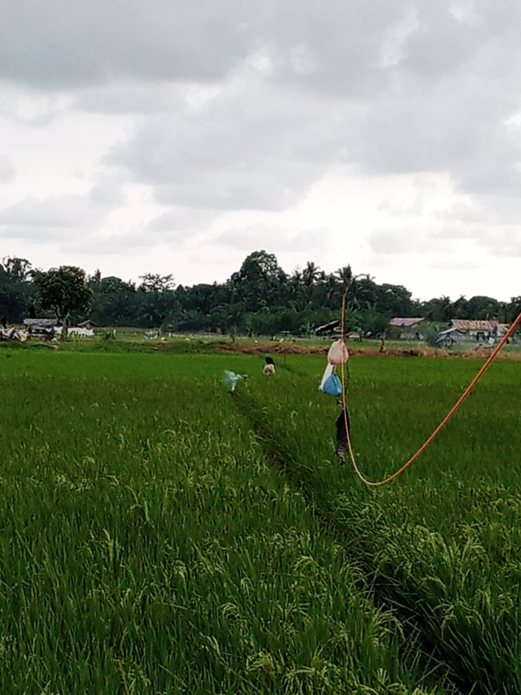 Hamparan Persawahan di Dusun Bengkolan